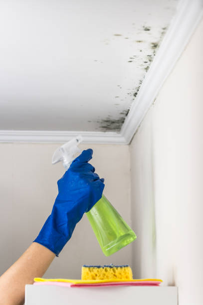 Best Toxic Mold Removal  in North Valley, NM